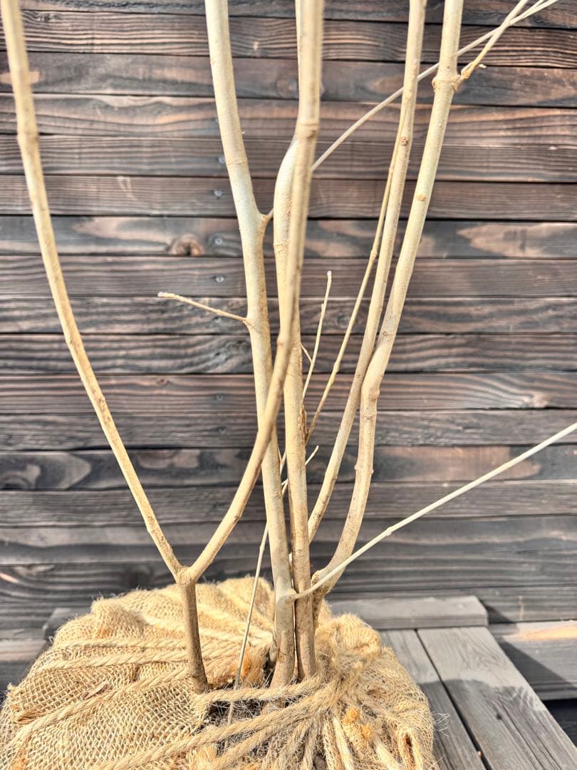 アオダモ/自生山採り【現品発送】管理70957