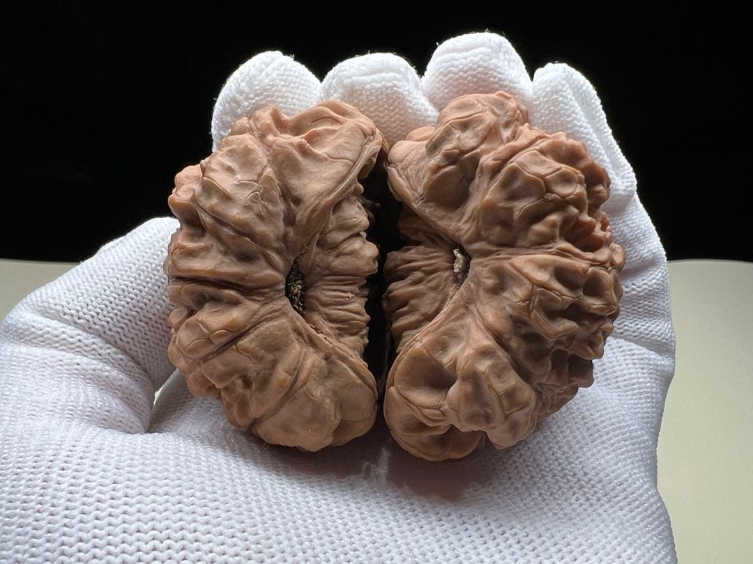 文玩堂：麒麟模様の大蛇王（無修）