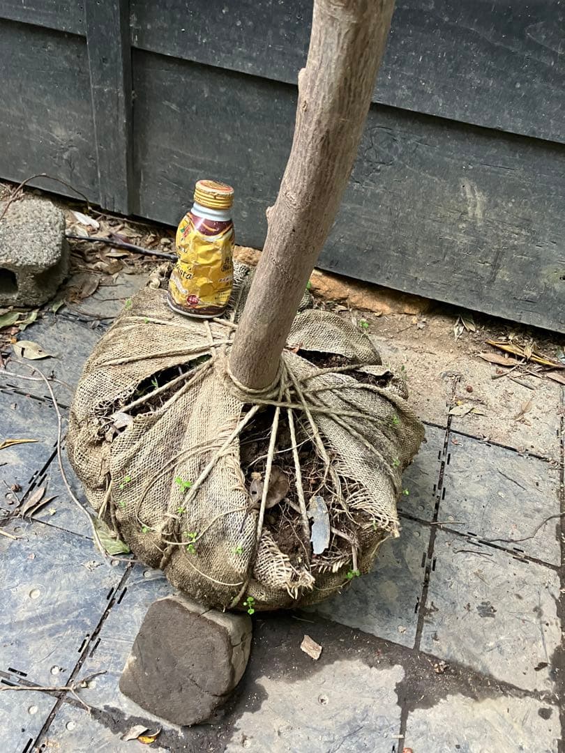 山採り ヤマモミジ 山採り 山もみじ 01 山採りヤマモミジ