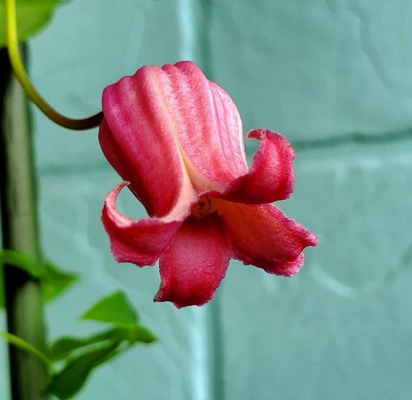 トキ色の君 2番花開花 トキ色の君 2番花開花