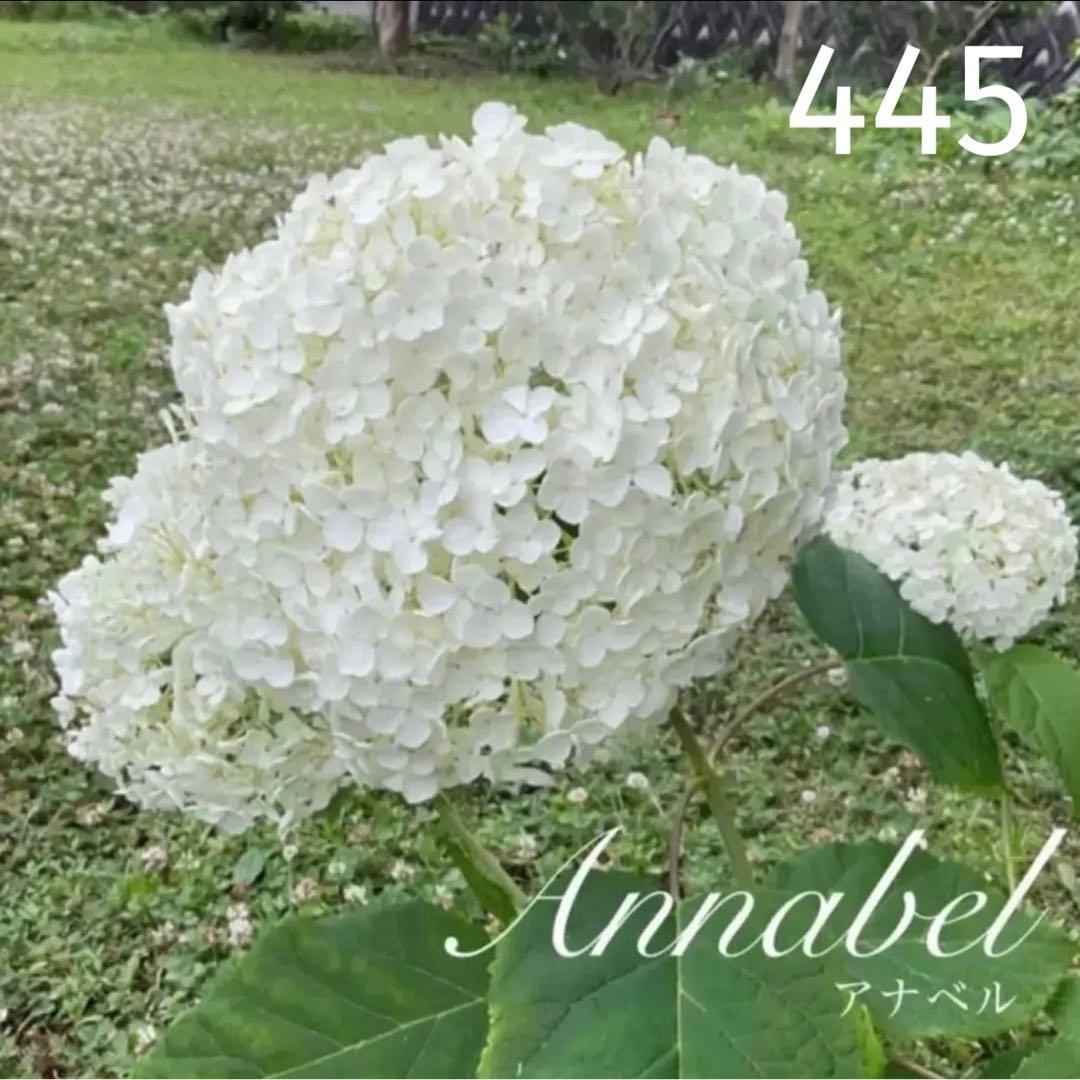 リピーター様専用割引 日本初海外品種ゼラニウム 希少品種ゼラニウムR