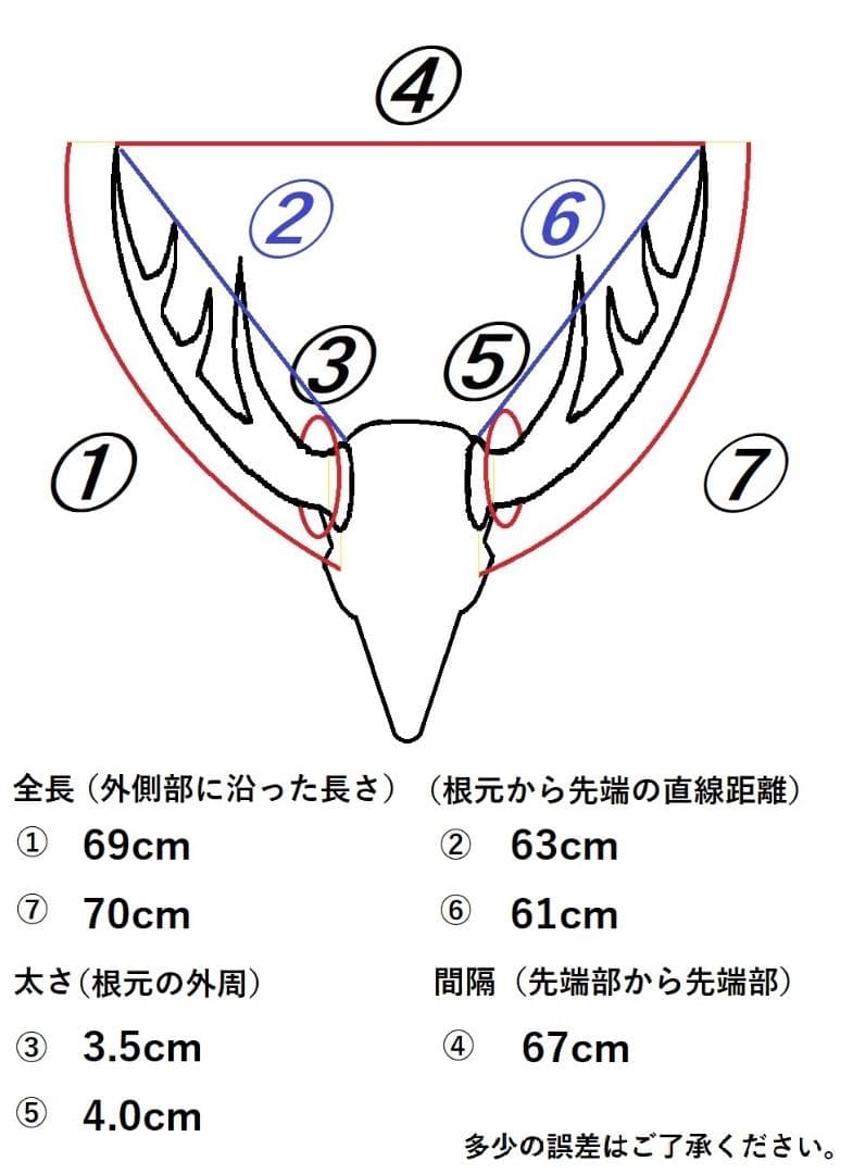 ぬー 　蝦夷鹿　角　No.3