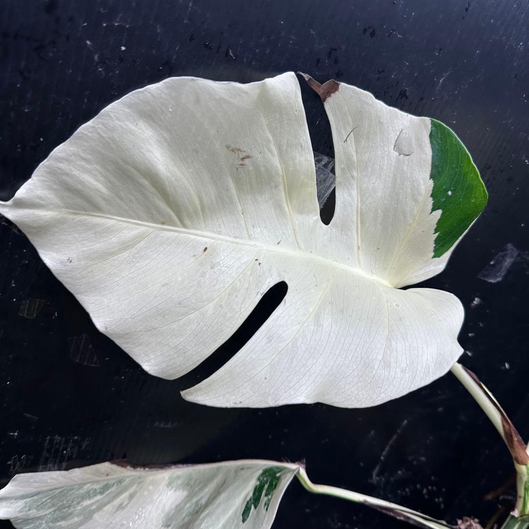 超*✿様 斑入りモンステラ極上ホワイトタイガーフルムーン4号鉢植え発