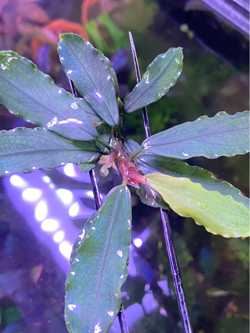 かに様専用】 ブセファランドラ sp. オーロラ kn便 - メルカリ