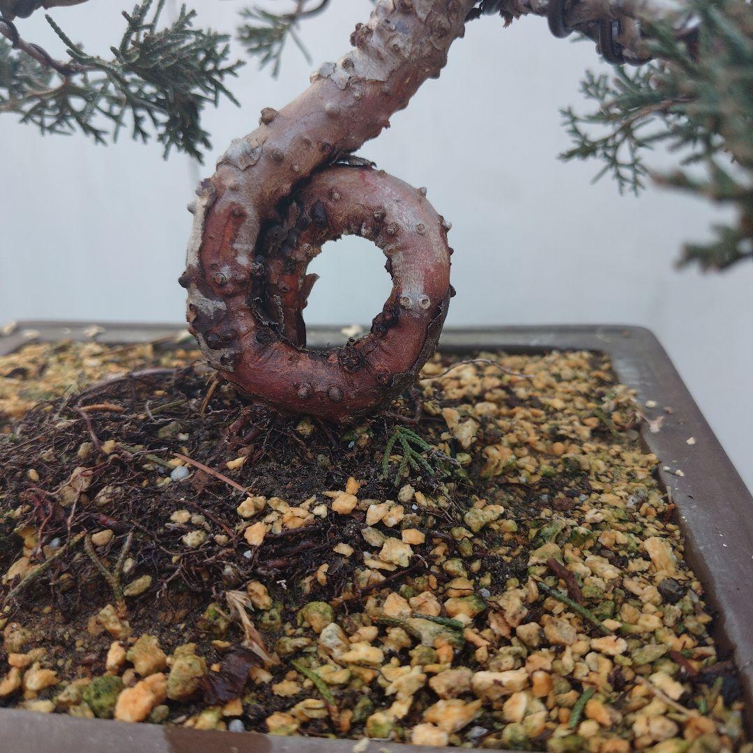 真柏盆栽（変わり枝） - メルカリ