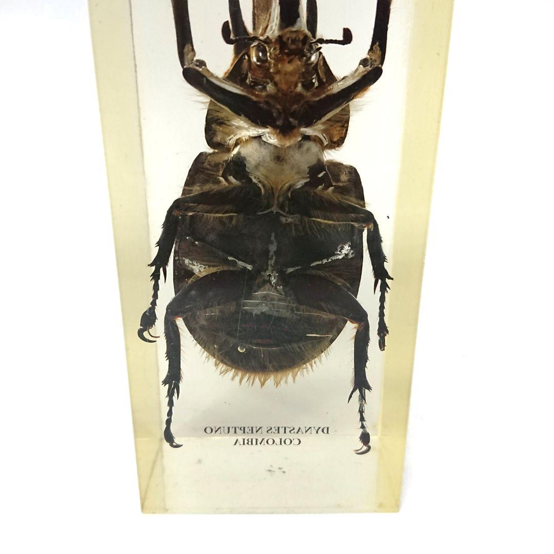 ネプチューンオオカブト アクティオンゾウカブト樹脂標本 コロンビア製