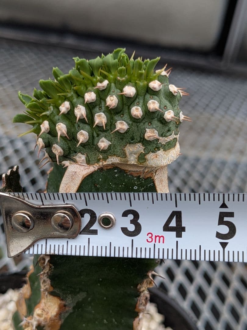 珍品】ユーフォルビア トム綴化 cv. 'Tom' f.crist 多肉植物 - メルカリ