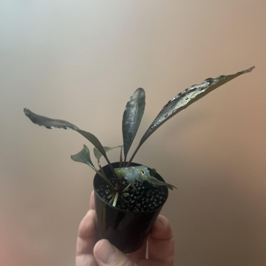 Bucephalandra sp. Deep purple 【AZ0819-4】 - メルカリ