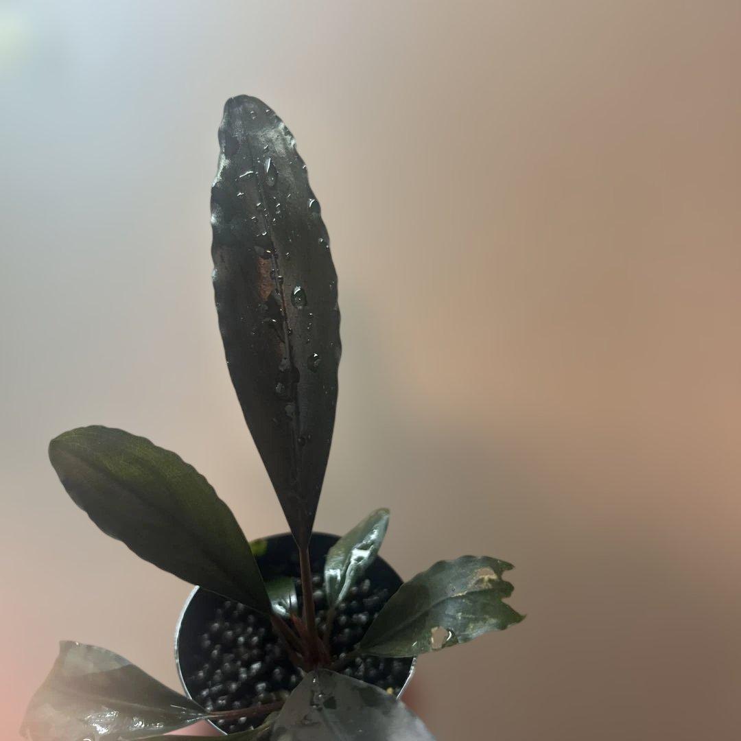 Bucephalandra sp. Deep purple 【AZ0819-4】 - メルカリ