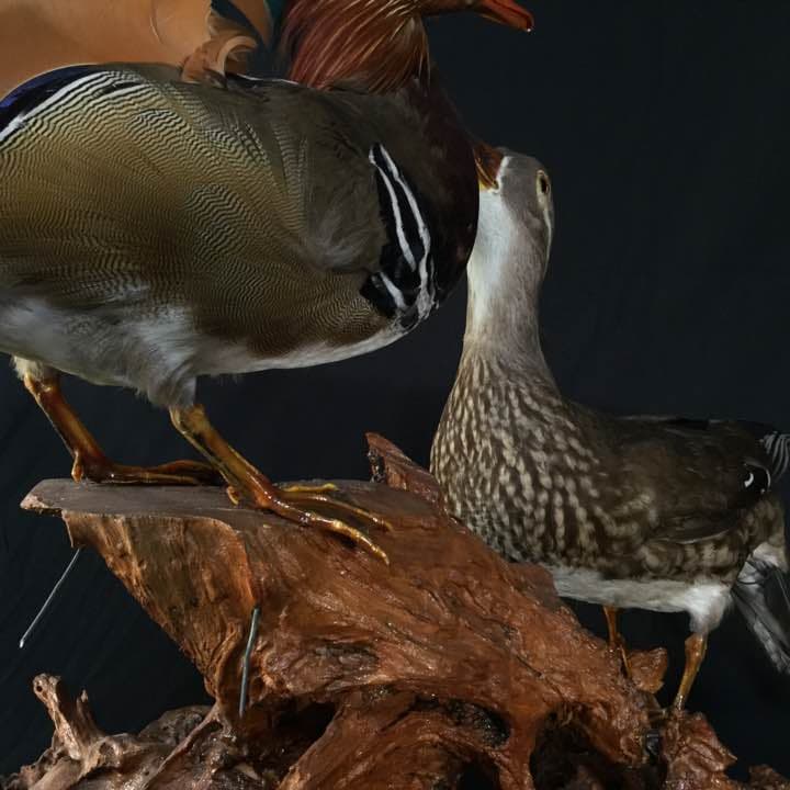 オシドリ剥製