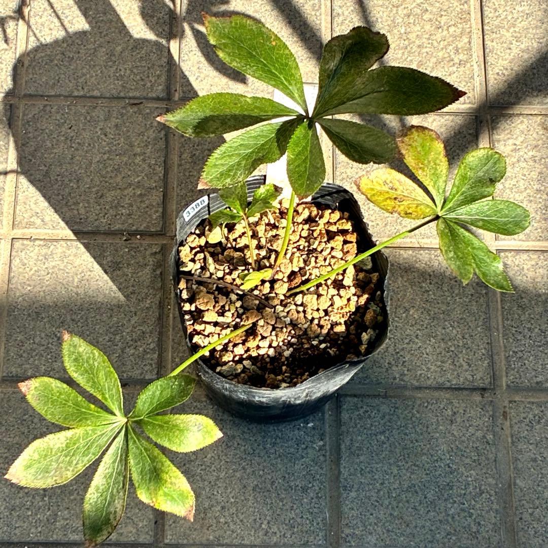 も*子様 ☘️限定1株☘️直筆タグ付☘️蕾付☘️大株☘️3388⭐️WM原生地採