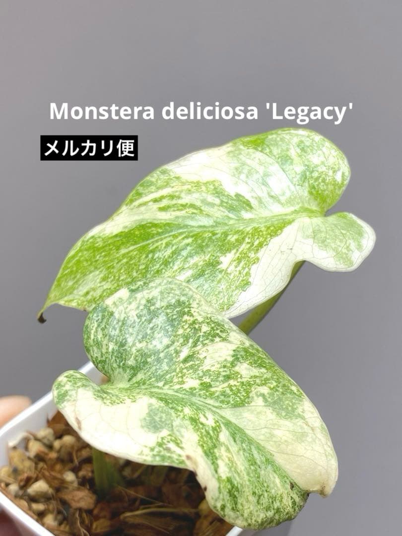 バランス最高✨】モンステラ デリシオーサ レガシー 斑入り 希少