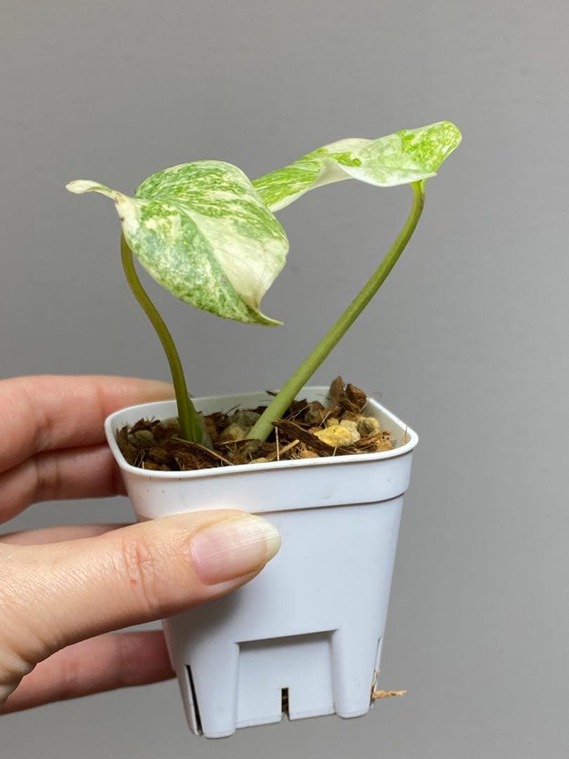 バランス最高✨】モンステラ デリシオーサ レガシー 斑入り 希少