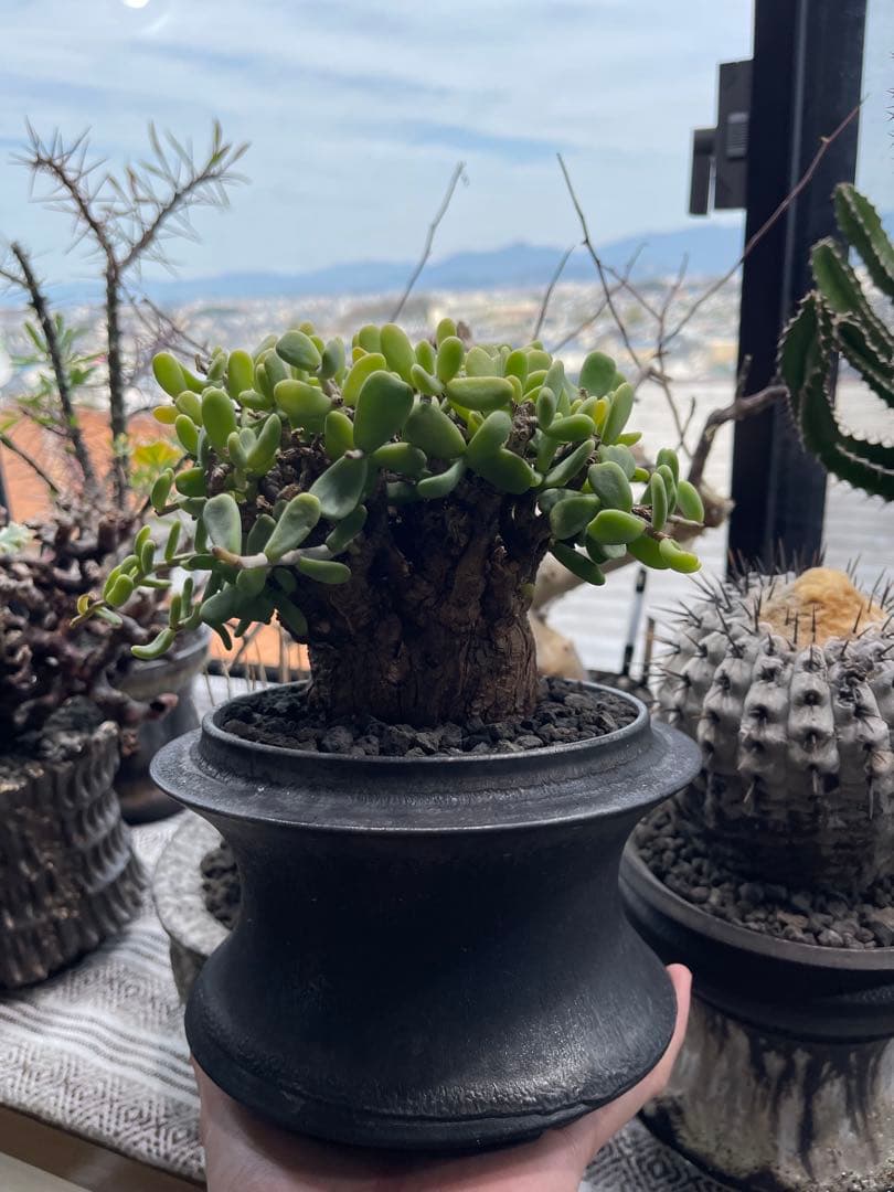 ケラリアピグマエア・ペラルゴニウムミラビレ 冬型塊根 ケラリア ピグマエア 【発根済】H GM2402437(T) | RAFLUM / ラフラム｜