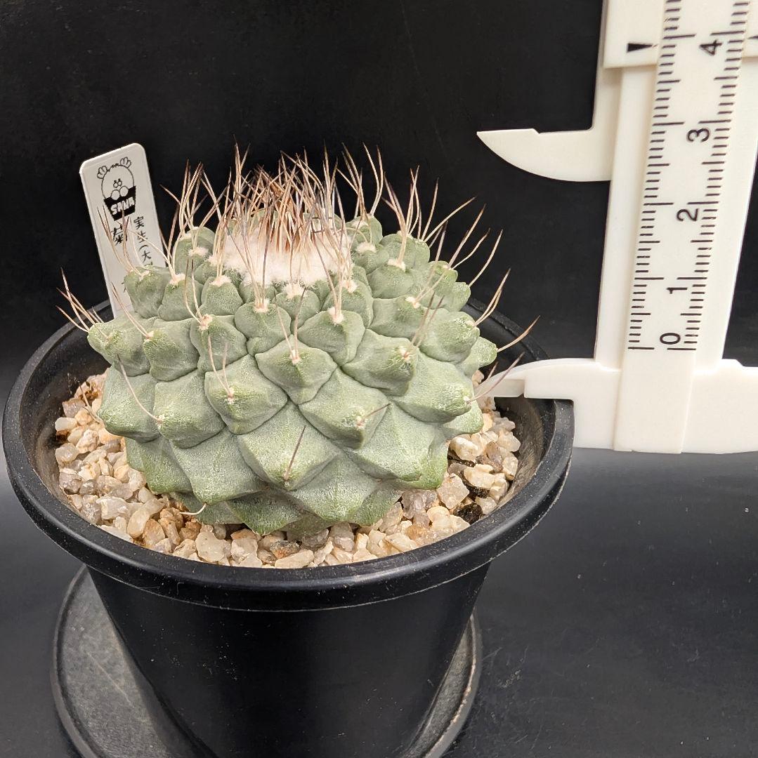 k*i様 C 菊水 大型タイプ 実生 美株 鉢植えメルカリ便送料込み