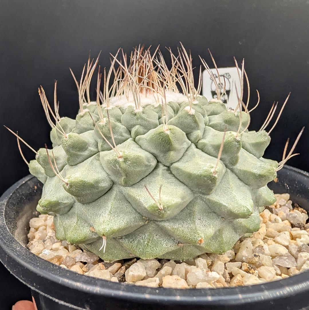 k*i様 C 菊水 大型タイプ 実生 美株 鉢植えメルカリ便送料込み