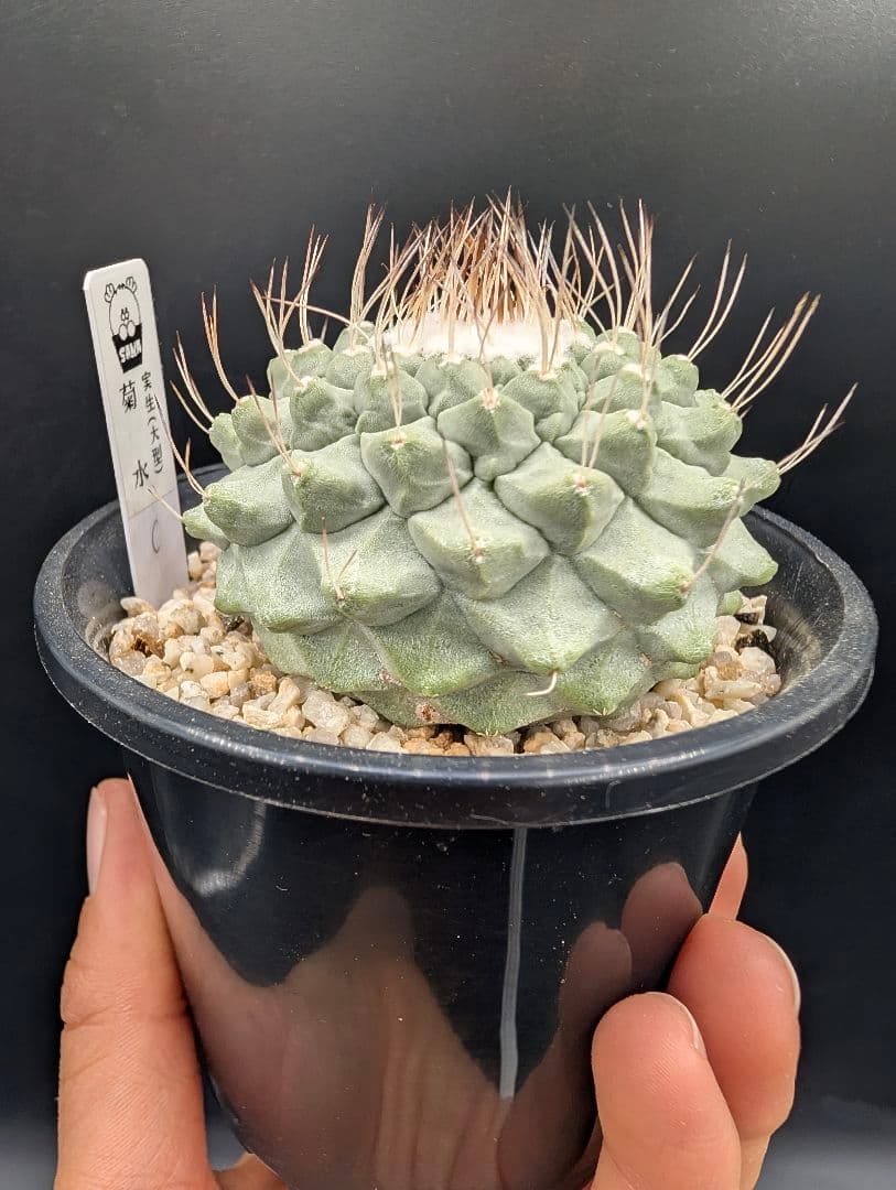 k*i様 C 菊水 大型タイプ 実生 美株 鉢植えメルカリ便送料込み