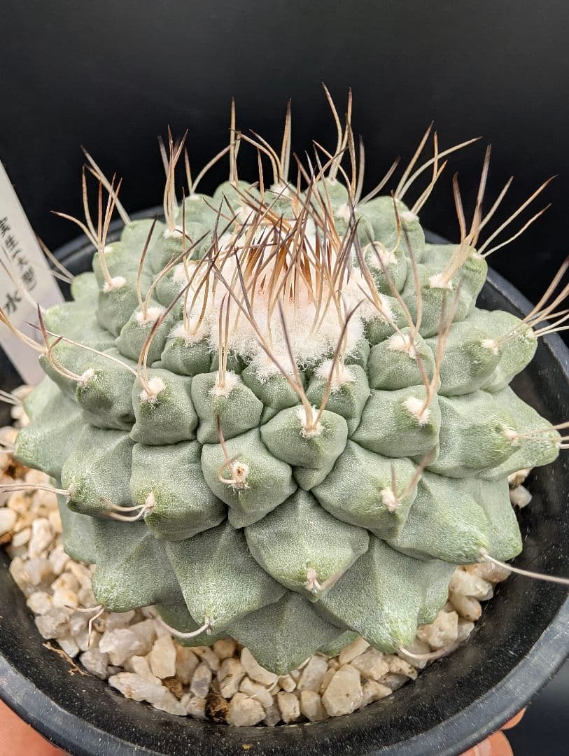 k*i様 C 菊水 大型タイプ 実生 美株 鉢植えメルカリ便送料込み