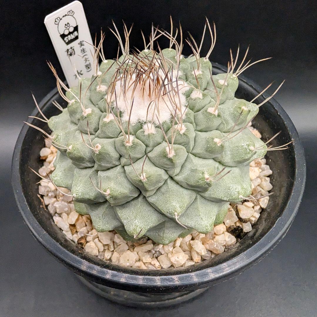 k*i様 C 菊水 大型タイプ 実生 美株 鉢植えメルカリ便送料込み