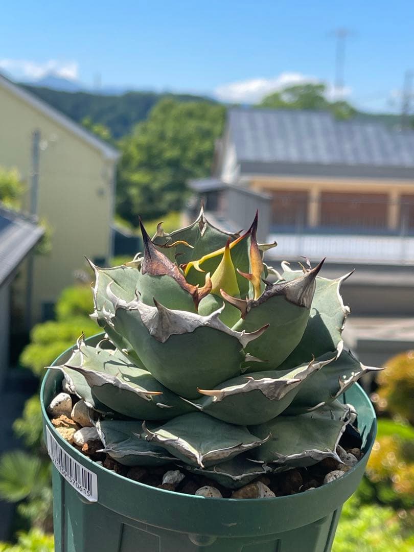 アガベ チタノタ イーグルクラウン 冠鷲 - メルカリ