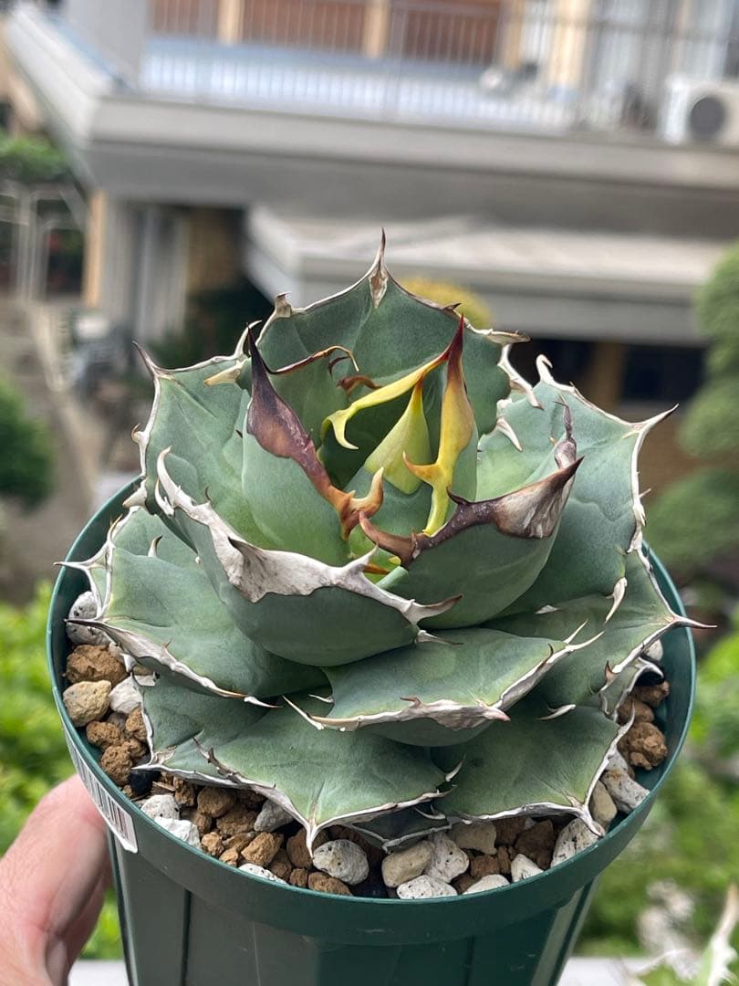 アガベ チタノタ イーグルクラウン 冠鷲 - メルカリ