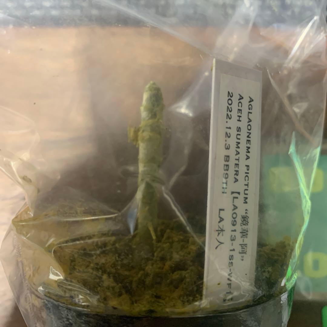 Aglonema 鏡華-阿　LAネームド　LA0913-1ss-wf1 LAネームド】鏡華-阿Aglaonema pictum 