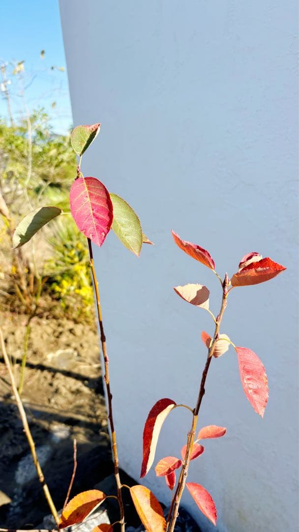 逸品 ジューンベリー株立ち 1.6M(鉢底から)品番⑴