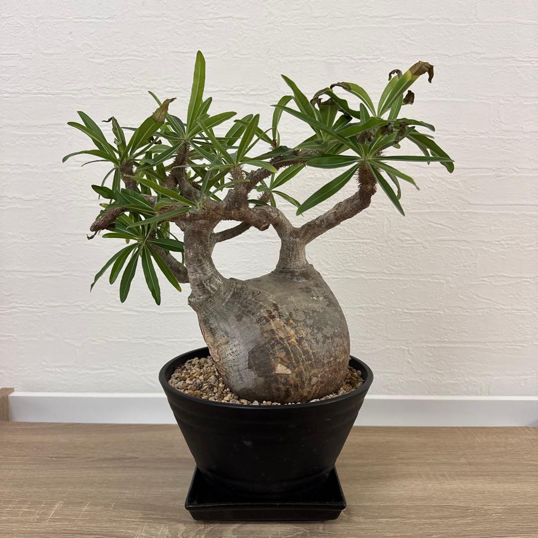 グラキリス 塊根植物 約30cm 黒鉢 GOOD DAYS高根沢店（塊根植物店）にてよこやま鉢販売開始！ | 益子焼