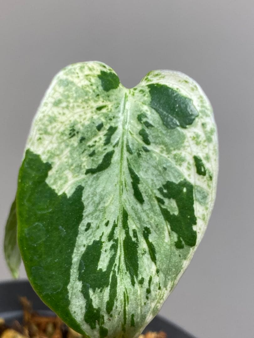 将来有望株‼️】モンステラ デリシオーサ バルバソー フシギダネ