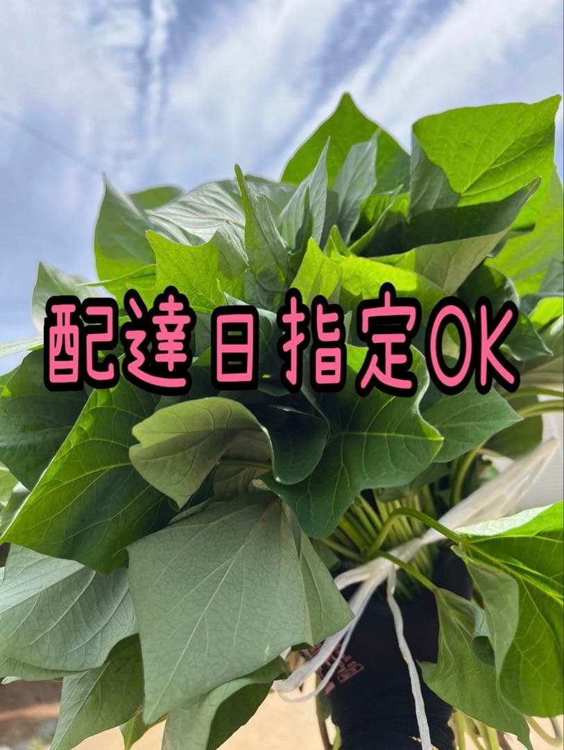 【予約受付中】紅はるか苗☆ウイルスフリー 2,000本 5月下旬から発送開始