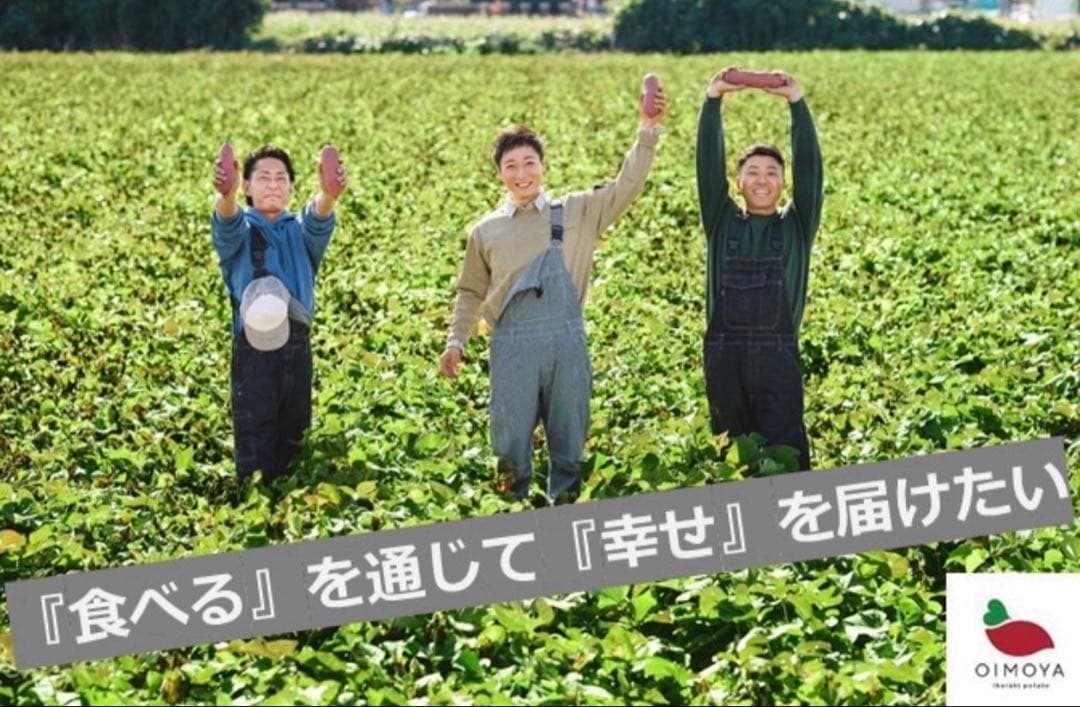 【予約受付中】紅はるか苗☆ウイルスフリー 2,000本 5月下旬から発送開始