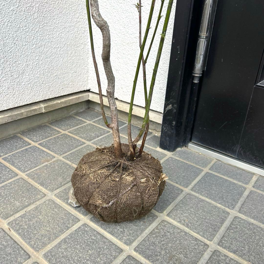 クロモジ（根巻き苗）黒文字 クロモジ苗木 クロモジ 苗 【黒文字