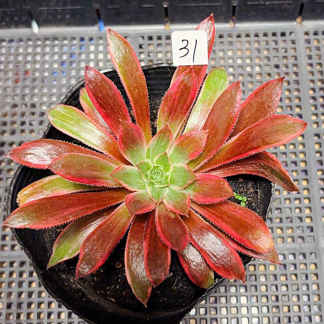 31#多肉植物アエオニウム錦❤️孔雀白錦❤️1大頭15cm拔き苗 - メルカリ