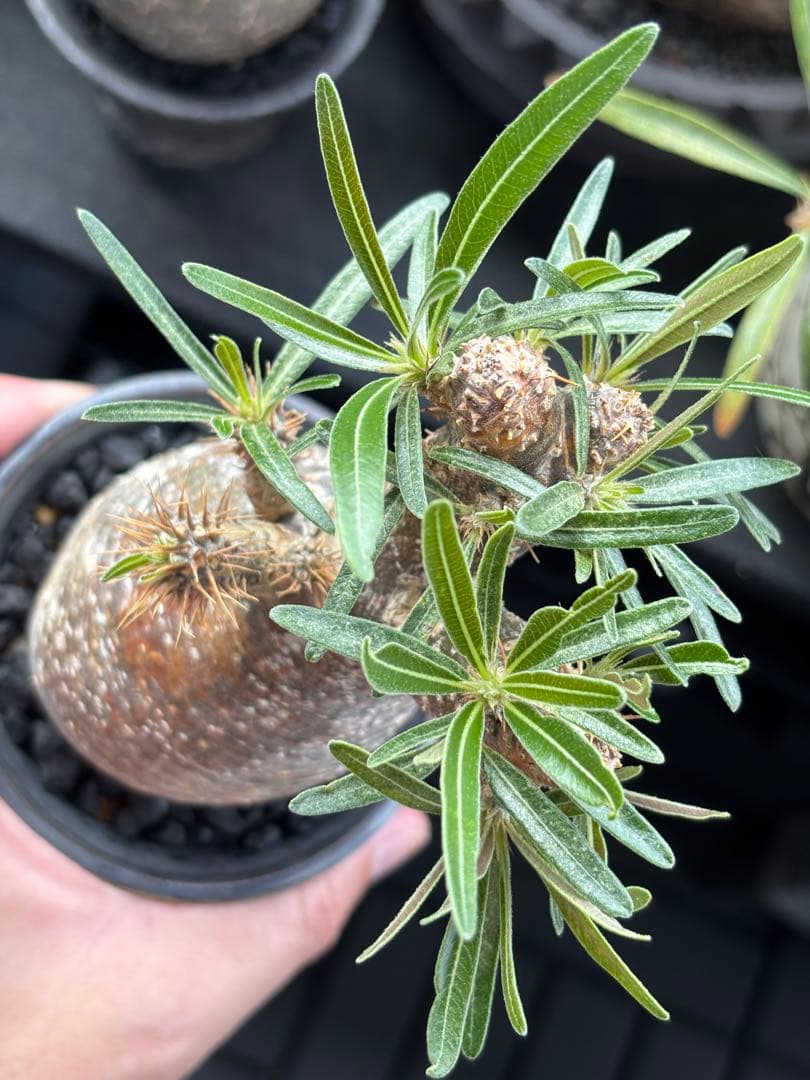 新春セール【グラキリス】塊根！ウサギ型 成長点たくさん