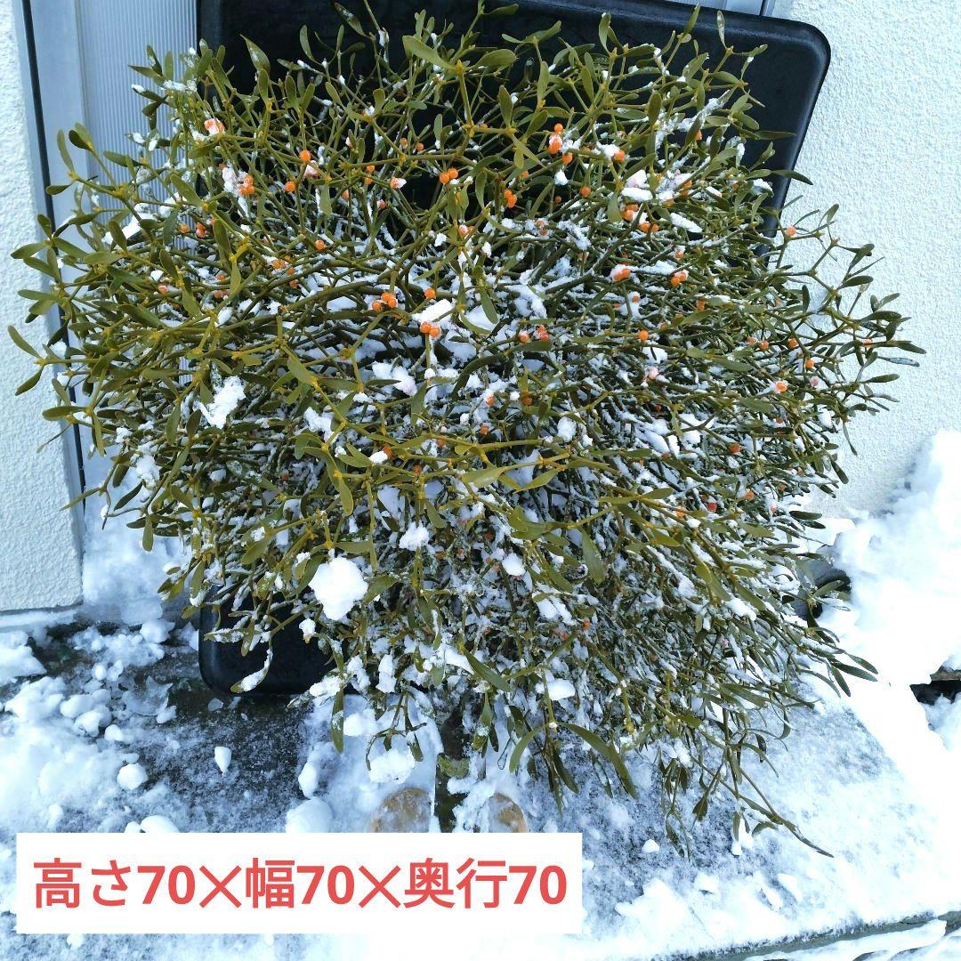 ヤドリギno.137 大型