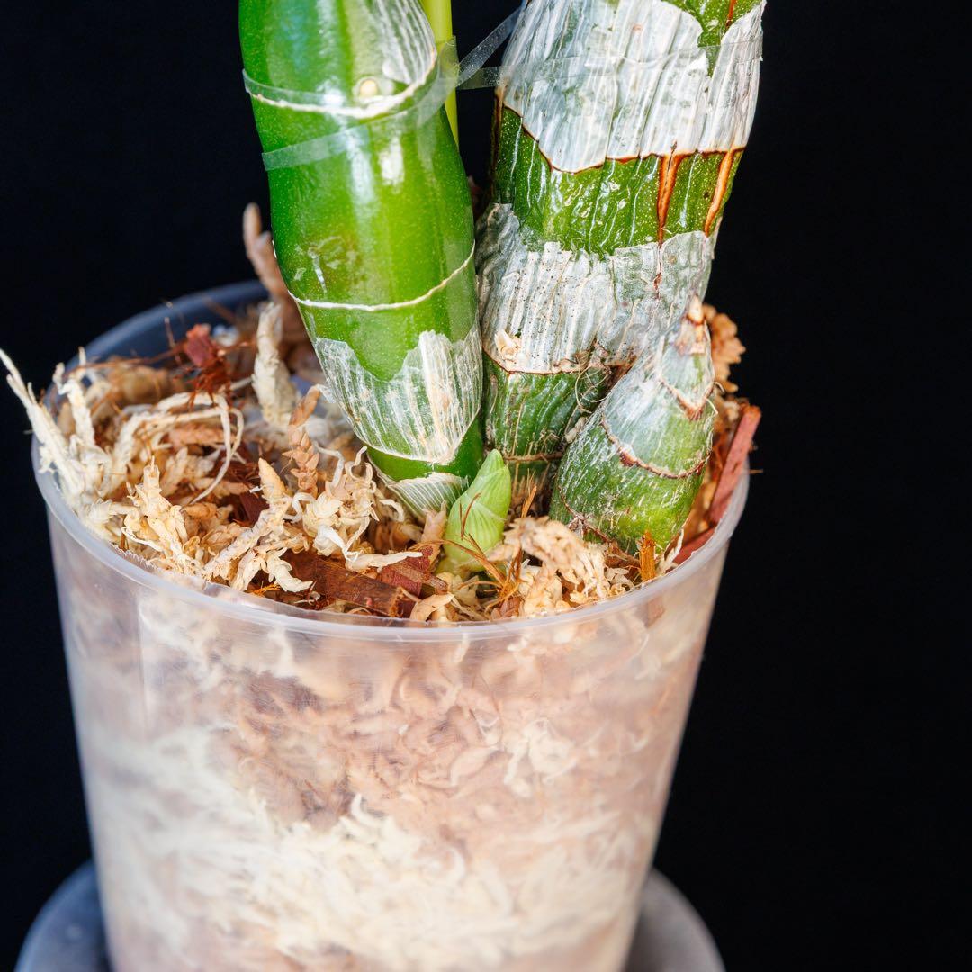 SVO 実生 ピンク系 タケノコ蘭 カタセタム Clowesetum - メルカリ