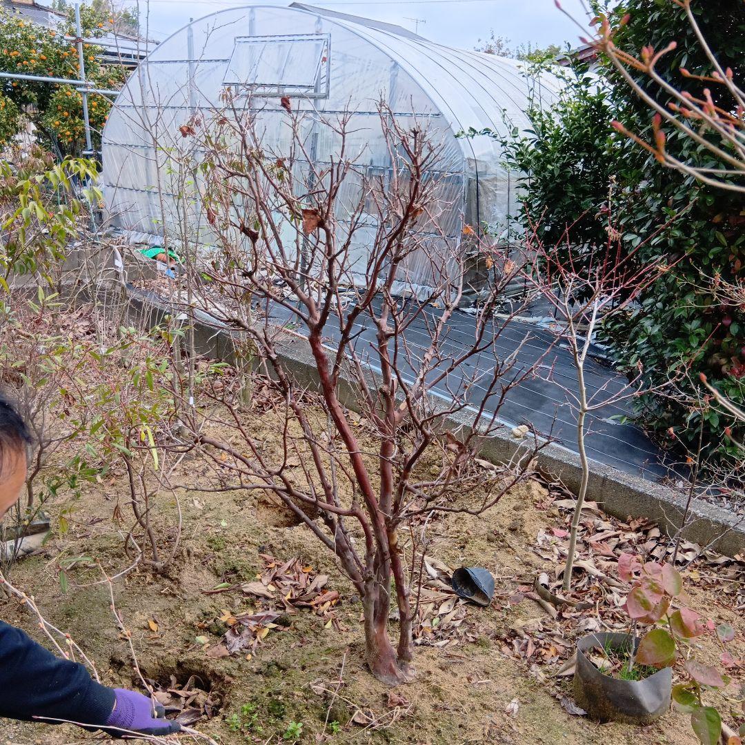 xcionhiryuさん専用　アラゲナツハゼ　希少品種　/236