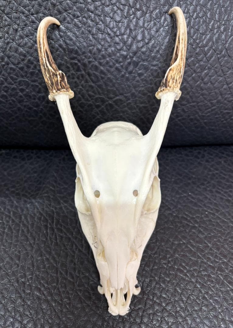 良品！ キョン（ヨツメジカ）Muntjac 頭骨 A - メルカリ