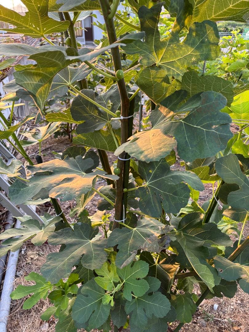 激ヤバ変態いらっしゃい Campaniere Mutant イチジク 穂木 苗 - メルカリ