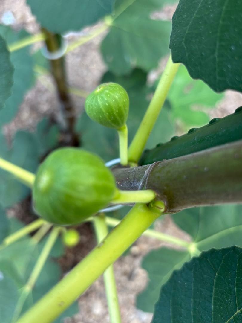 激ヤバ変態いらっしゃい Campaniere Mutant イチジク 穂木 苗 - メルカリ