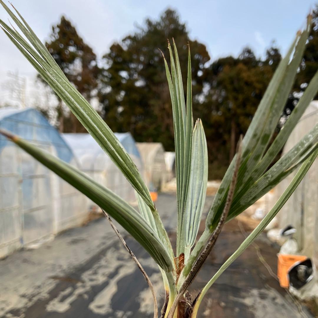 ブラヘアアルマータ 9号鉢つき ブラヘアアルマータ 9号鉢つき ブラヘア