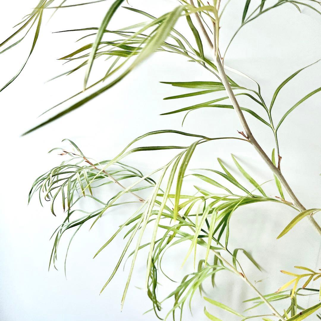 《希少》グレビレア バンクシー アルバ オージープランツ 観葉植物 calm