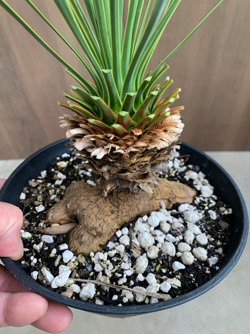 ユッカ・ロストラータ斑入り 覆輪 幹上がり‼️ - メルカリ