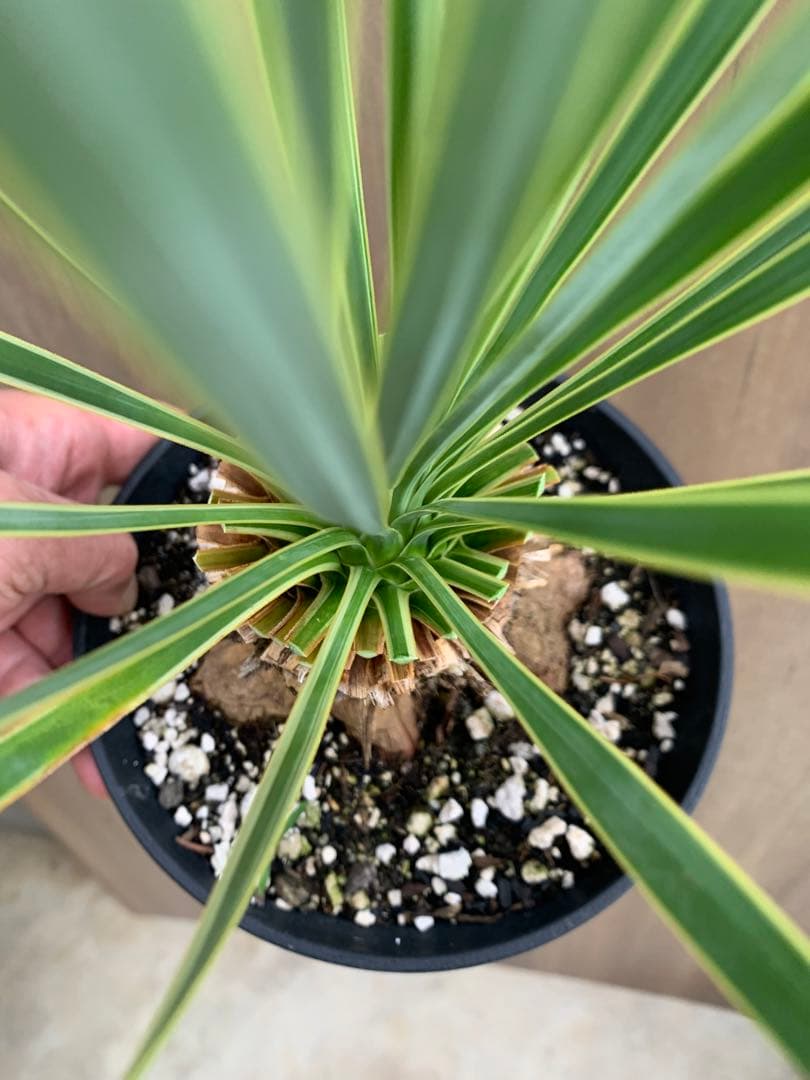 ユッカ・ロストラータ斑入り 覆輪 幹上がり‼️ - メルカリ