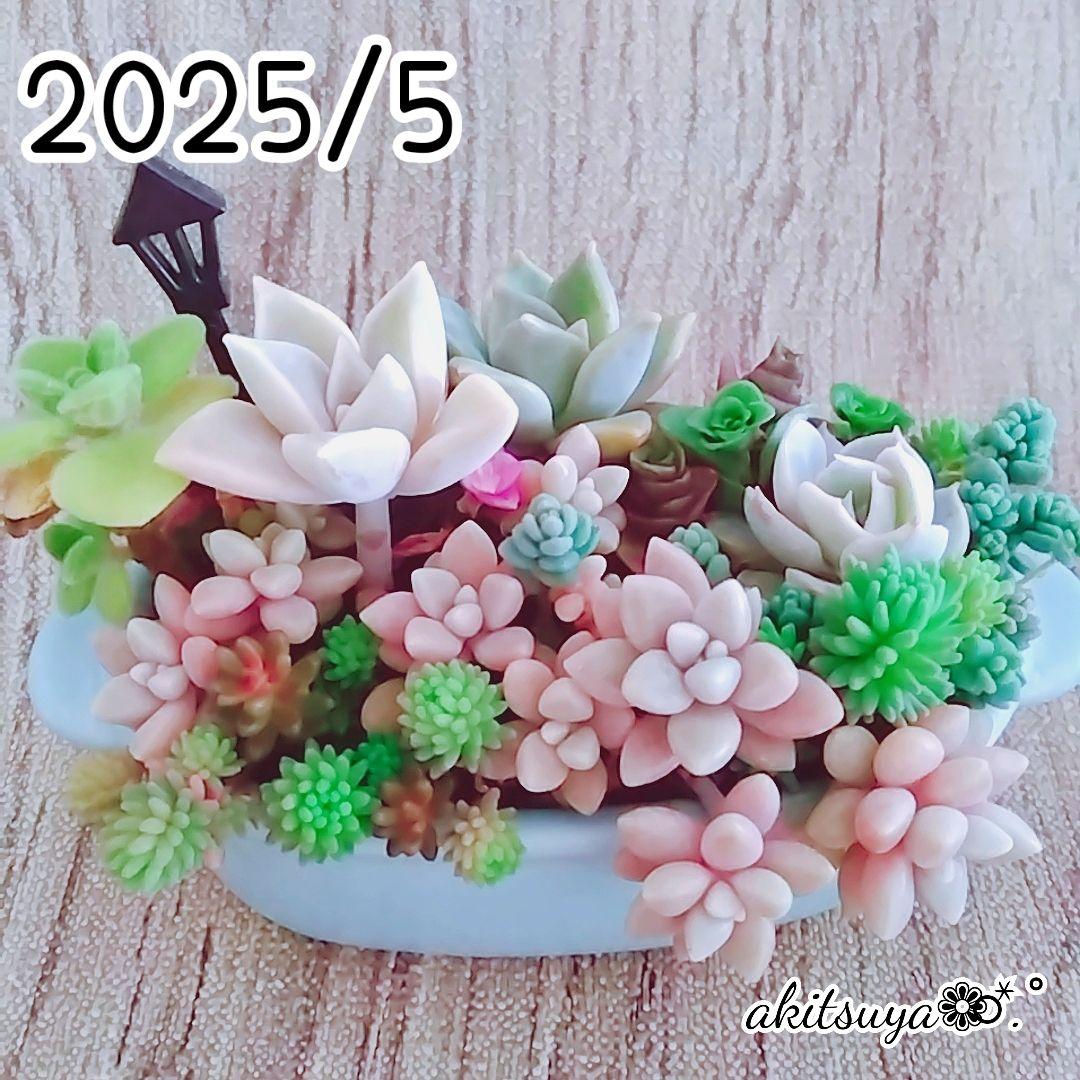 調整中①多肉植物 ちまちま寄せ植え抜き苗 根付き パープルヘイズ セダム 私がハマった多肉植物セダムを使った『ちまちま寄せ』とは… - Chima