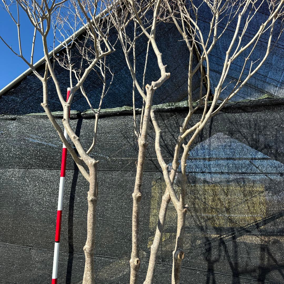 《お引き取り/本州配送可》特大極上株/ドウダンツツジ【現品限り】4