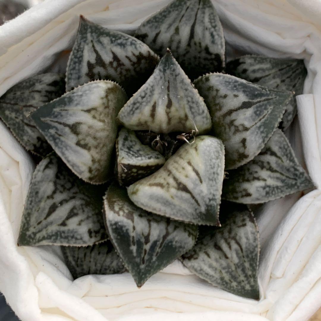 多肉植物 ハオルチア 台湾実生3(白鳥部屋) - メルカリ