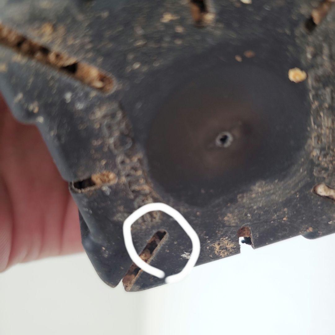 塊根植物 グラキリス 現地株 発根済 幹固め 発根管理半年間以上