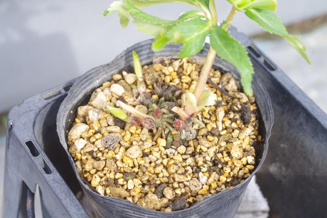 A様7482 認定！メロンゴールド クリスマスローズ開花 加藤農園 - メルカリ