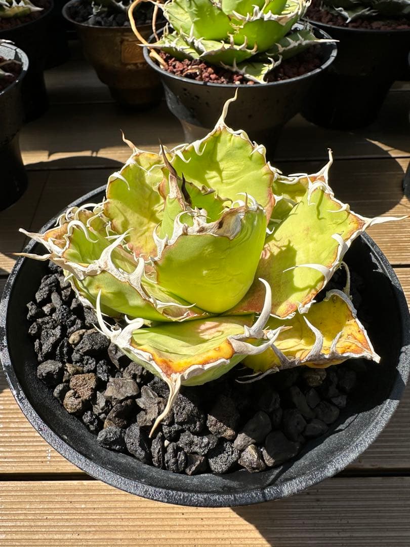 アガベ オテロイ オアハカ産 中株 L108439023 - アガベ最 安値 価格